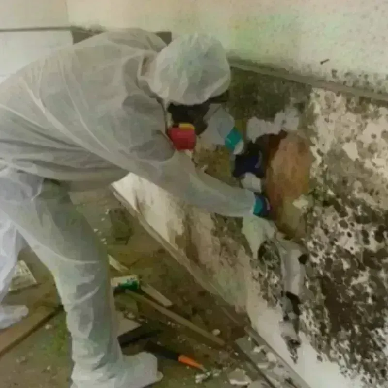 Mold Remediation and Removal in Shiprock, NM